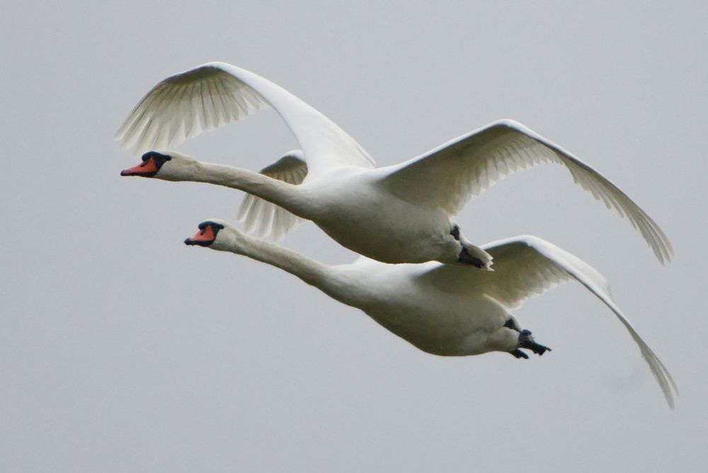 Zwei Schwäne leicht seitlich versetzt im Flug