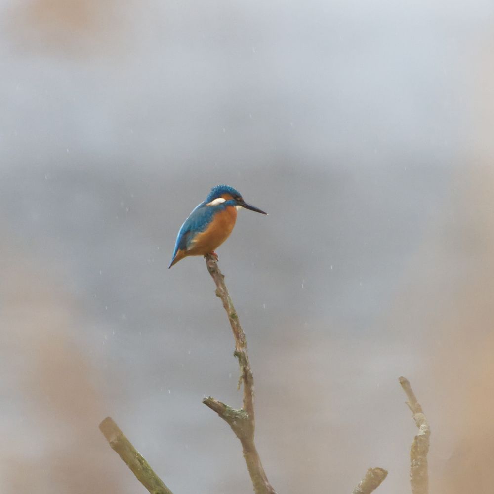 Eisvogel sitzt auf einem verzweigten Stück Holz dass aus dem Wasser ragte