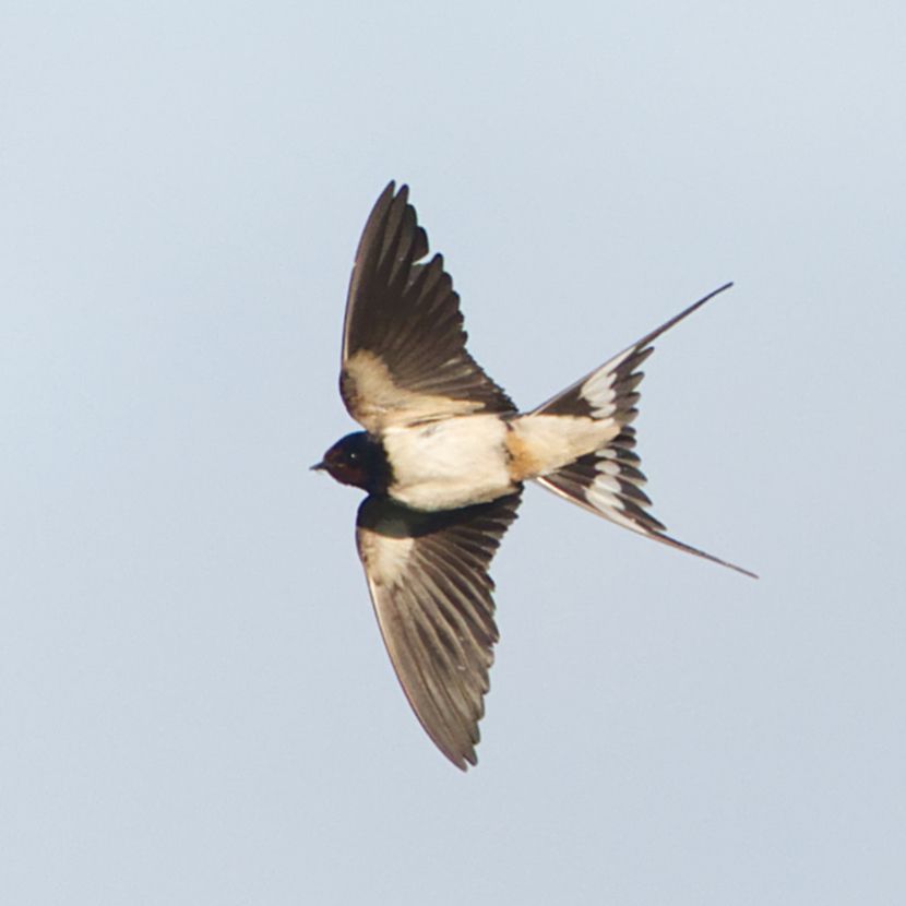 Rauchschwalbe im Flug