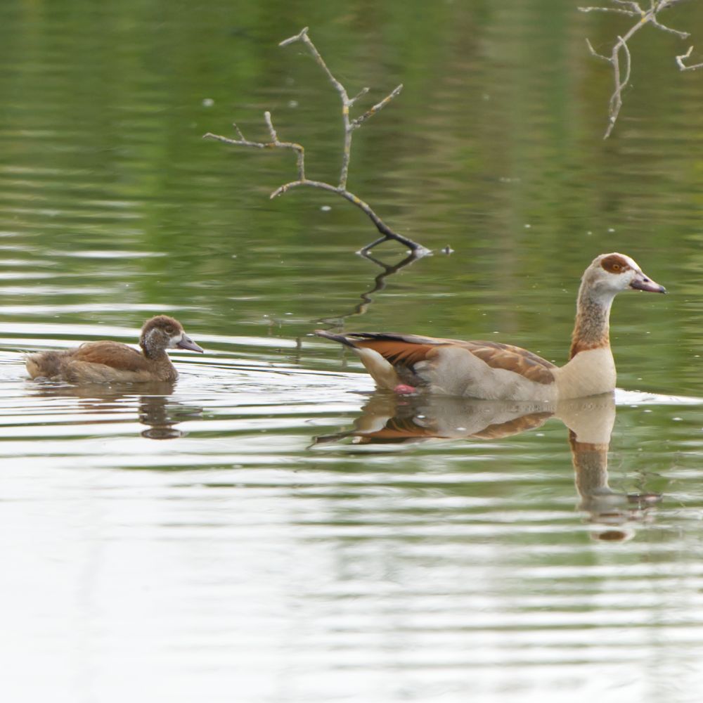 Eine Nilgans und ihr Junges schwimmt auf dem Wasser
