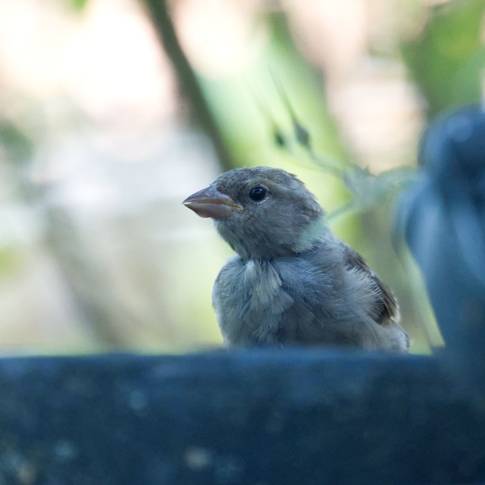 Ein Spatz am Rand meiner Vogeltränke auf der Terrasse