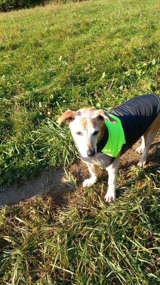 älterer Hund im Regemantel beim Gatschgassi