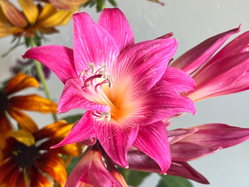 pink flower with yellow center