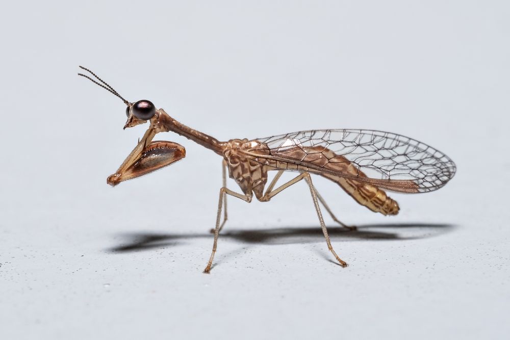 A photo of a brown and tan mantidfly from the side as it walks across a white sheet.  The mantidfly has a small head that is mostly large round bronze metallic eyes with long slender antennae pointing forward.  The bespined brown and tan mantid-like raptorial claws which gives these insects their common names, is tucked up underneath the head.  The thorax has a long neck-like tubular structure that sweeps down to a tan striped box like structure that the other 2 sets of legs come from.  Long transparent ovate net-like wings cover the brown and tan striped abdomen.