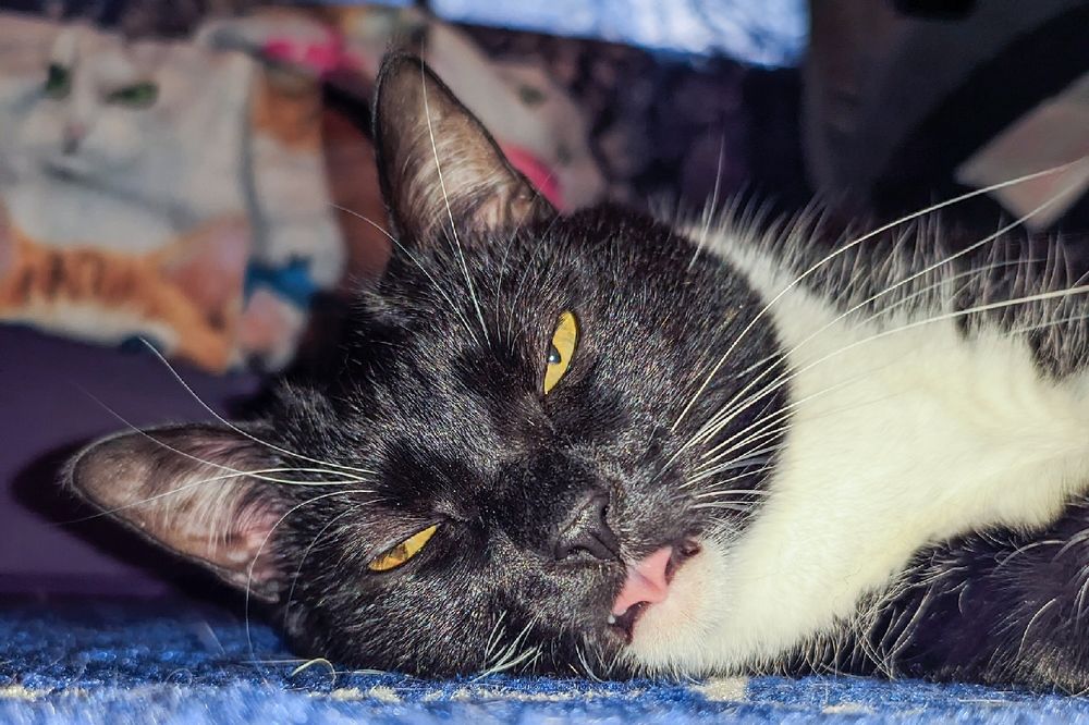 A somewhat overexposed photo of a black and white cat's face as she lays on her side, very high on catnip.  Her face is mostly black, with just white fur on her chin, her chest is also white as are her whiskers.  Her eyes are half open and her tongue is just exposed. 