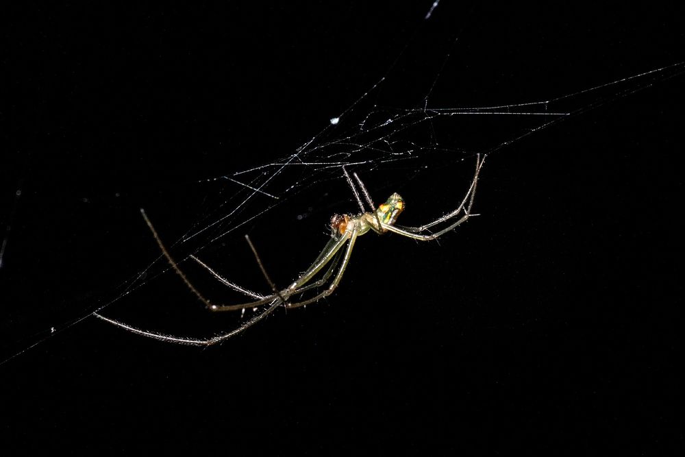 A photo of a translucent green slender legged spider with a pearlescent abdomen hanging in its web at night.