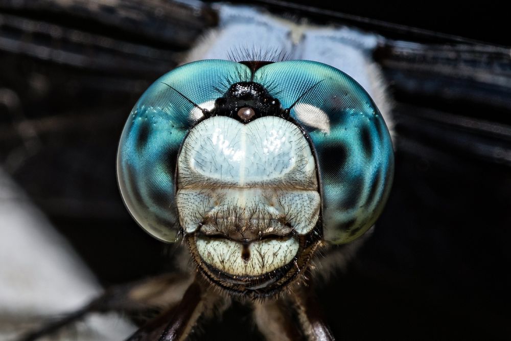 A photo of the face of a dragonfly with intense blue eyes from the front.  The large blue eyes mottled with black spots surround the roundly rectangular pale blue central face area.  There is a small black triangle at the top of the face between the eyes where there are three small oceli, small primitive eyes.