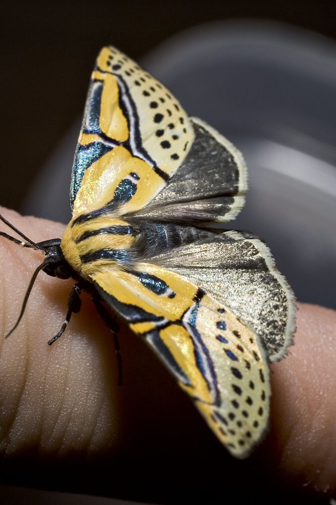 A photo of a yellow, iridescent blue, black and shimmery gold moth sitting on my finger from above.  The moth's wings are spread, the head is black.  The forebody is yellow with dark blue iridescent stripes   The forewings are yellow with the dark blue iridescent stripes on the front part, the rear part of the forewings are yellow with three rows of tiny iridescent blue spots.  The hind wings are black with a bright golden sheen to them.