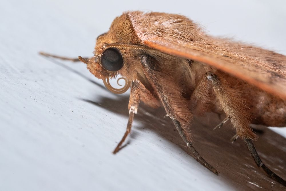 A photo of a tan moth's head and forebody from the side as it rests on light blue painted wood.  The moth's head is sort of hump shaped and is covered with many tiny tan/orange hair-like scales.  Its slender antennae sweeps backwards under its wings, its eyes are large and black, its long tongue curled up spiral-like under it's head.  IT's legs are long and slender, the "Thighs" covered with tan hairs, the lower parts slender and black,  The leading edge of the moth's wing sweeps towards the right side of the frame.
