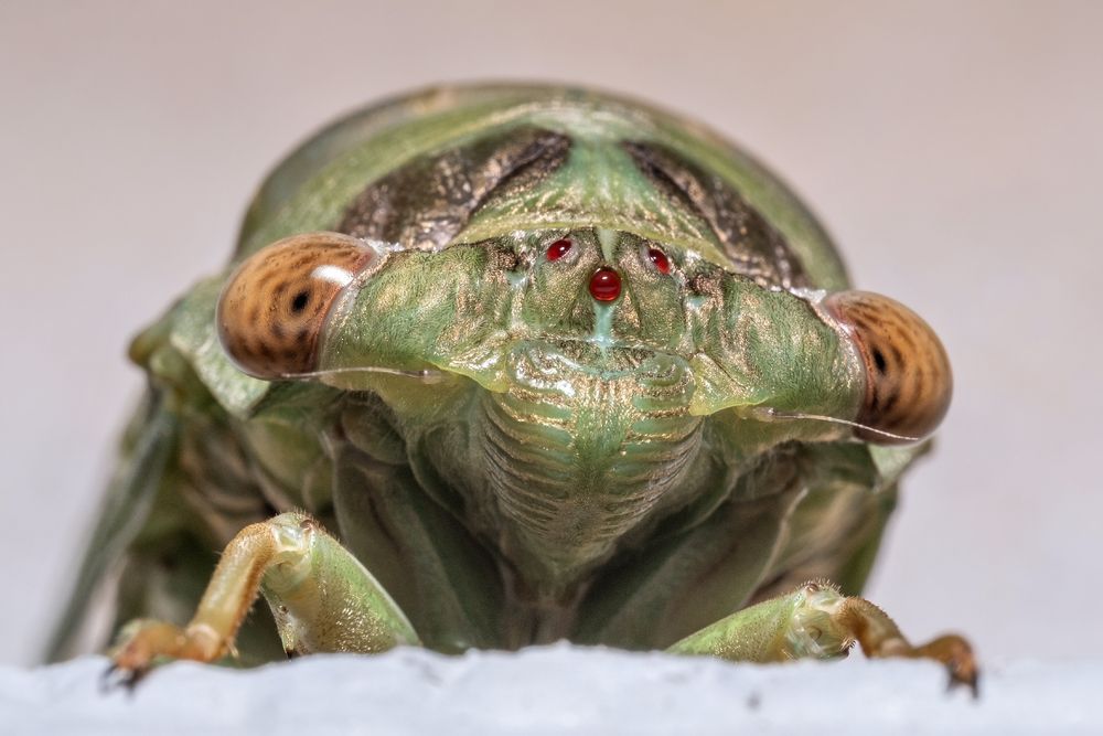 A macro photo of the face of a teneral (freshly molted) Cicada.  It's body is a lime green covered with tiny golden hairs. It has orange/brown eyes mottled with black spots.  It has three red oceli, primitive eyes, in an inverted triangle pattern in the center of its head.