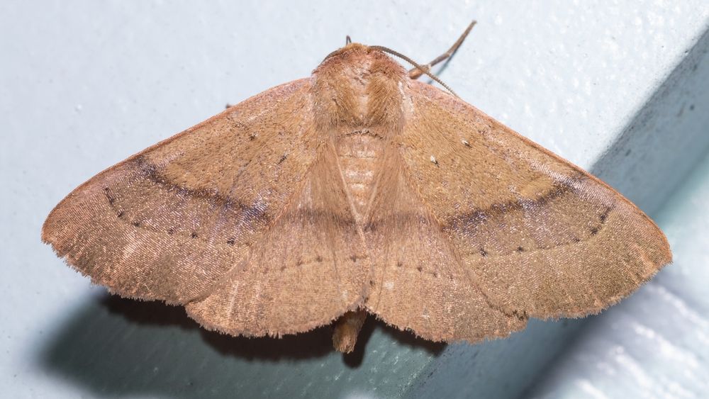 A photo of the moth from above as it rests on a light blue painted wood surface.  The moth is rhomboidal shaped like a squished diamond.  The moth's overall color is tan, there is a dark line crossing the middle area of both fore and hind wings with a pale dotted black line just under it.