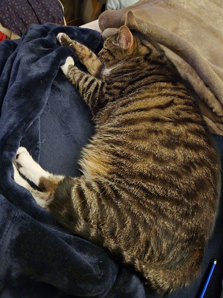Grey tabby cat with white feet sleeping on his side smack dab where my feet should be