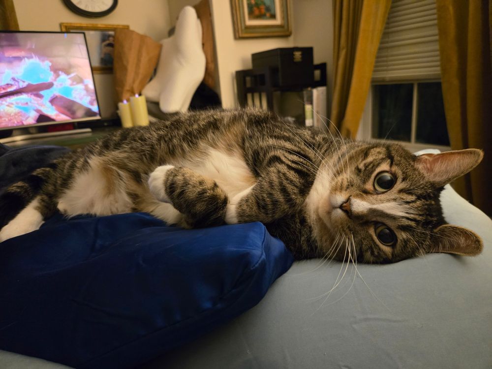 Grey tabby cat with white markings lying on his side on a silk pillow, looking at me with a very sweet face