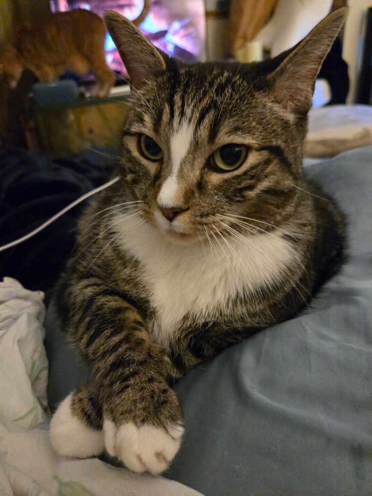 Grey tabby cat with white nose chest and paws, crossing his front legs and looking at me