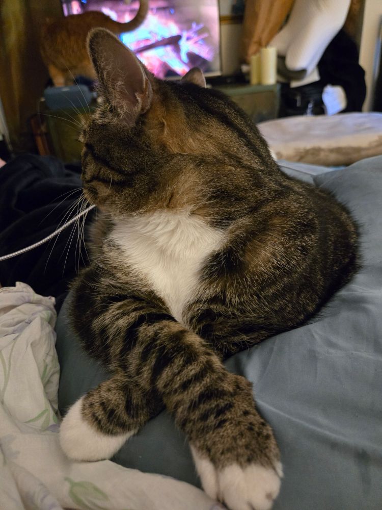Same cat, better crossed legs, looking away 