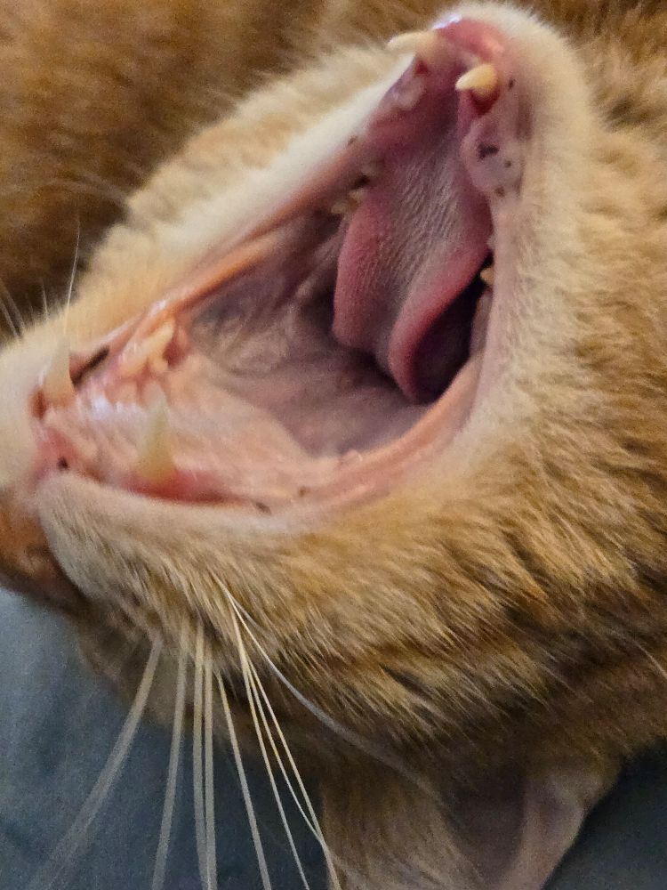Close of up ginger tabby cat yawning