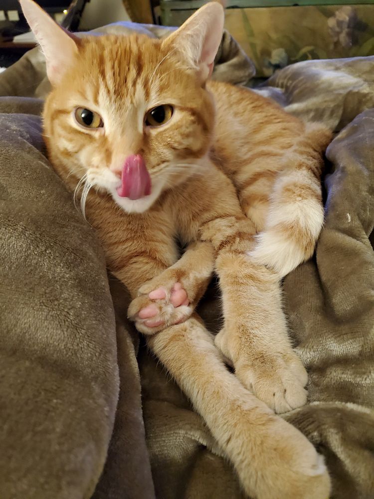 Ginger tabby cat relaxing on tan blanket licking his chops, his tongue covers his nose. Pink toebeans also visible 