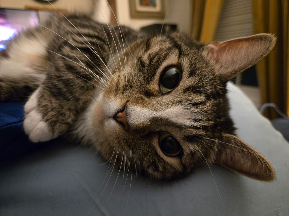 Grey tabby cat's face and front paw, he's resting on his side looking at me