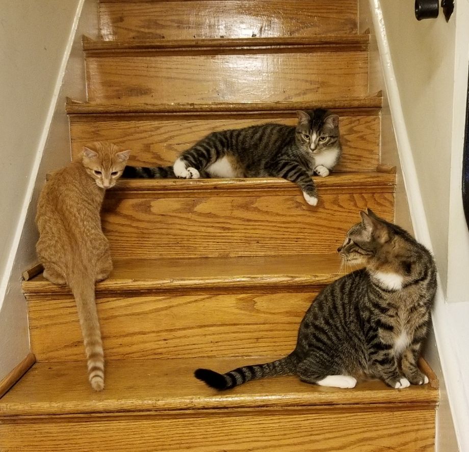 Ginger cat and two grey tabbies on wooden stair steps