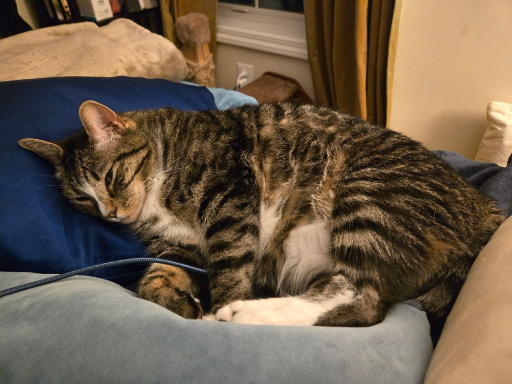 Grey tabby cat lying on his side on blue silk pillow, clutching my iPad charger cord