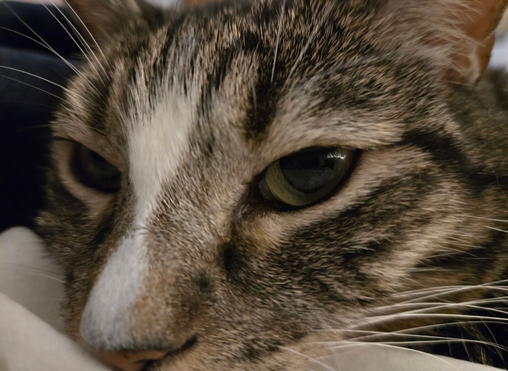 Closeup of grey tabby cats face with white stripe from his forehead to the tip of his nose