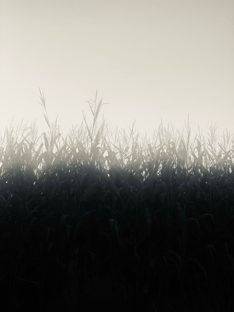an artsy b&w photo of a mass of cornstalks emerging from darkness into a bleached sky