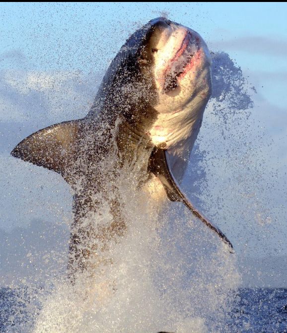 Photo of a truly ginormous great white shark breaching the water in an explosion of saltwater frotj. It’s turning midleap toward the camera & has an awkward grimace on its face as if it just realized you were taking a picture. 