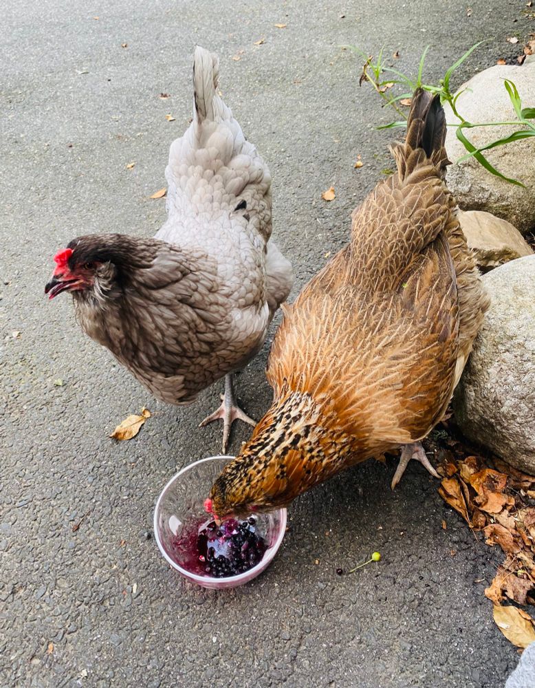 Two chickens on a driveway eating blueberries out of a glass bowl decorated with ghosts. One hen is called Toothless & the other is Chancery. 