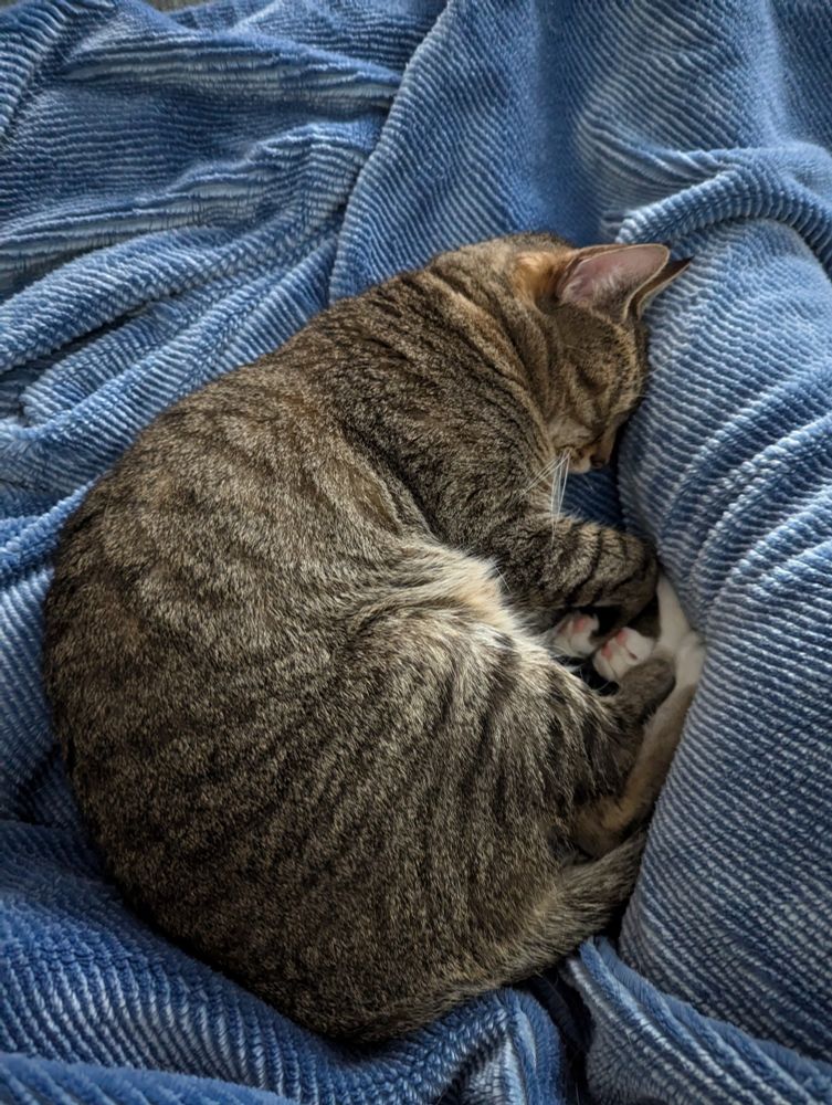 Tabby cat curled up next to a human leg on top of a blue blanket