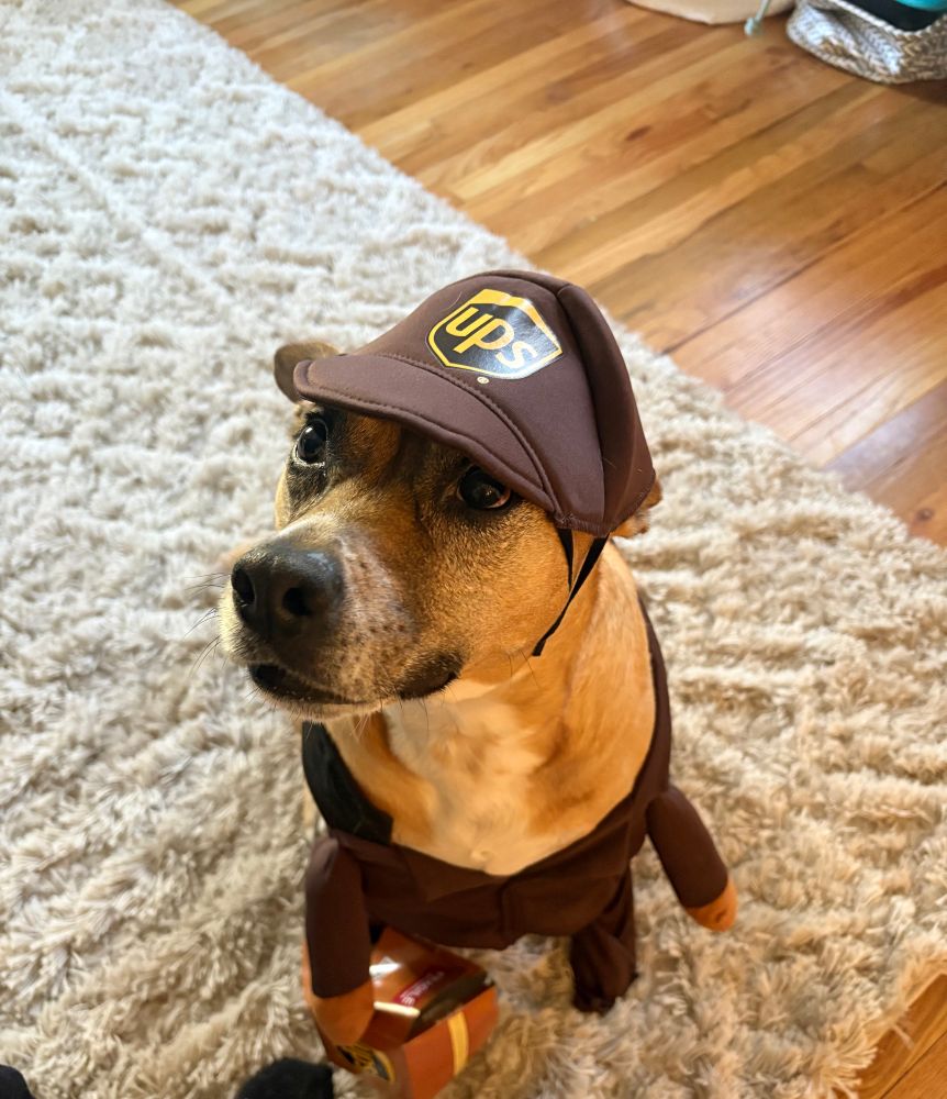 A dog in a UPS hat