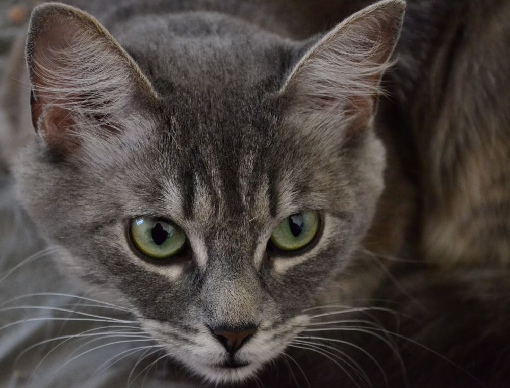 closeup on the face of a gorgeous gray cat with green eyes