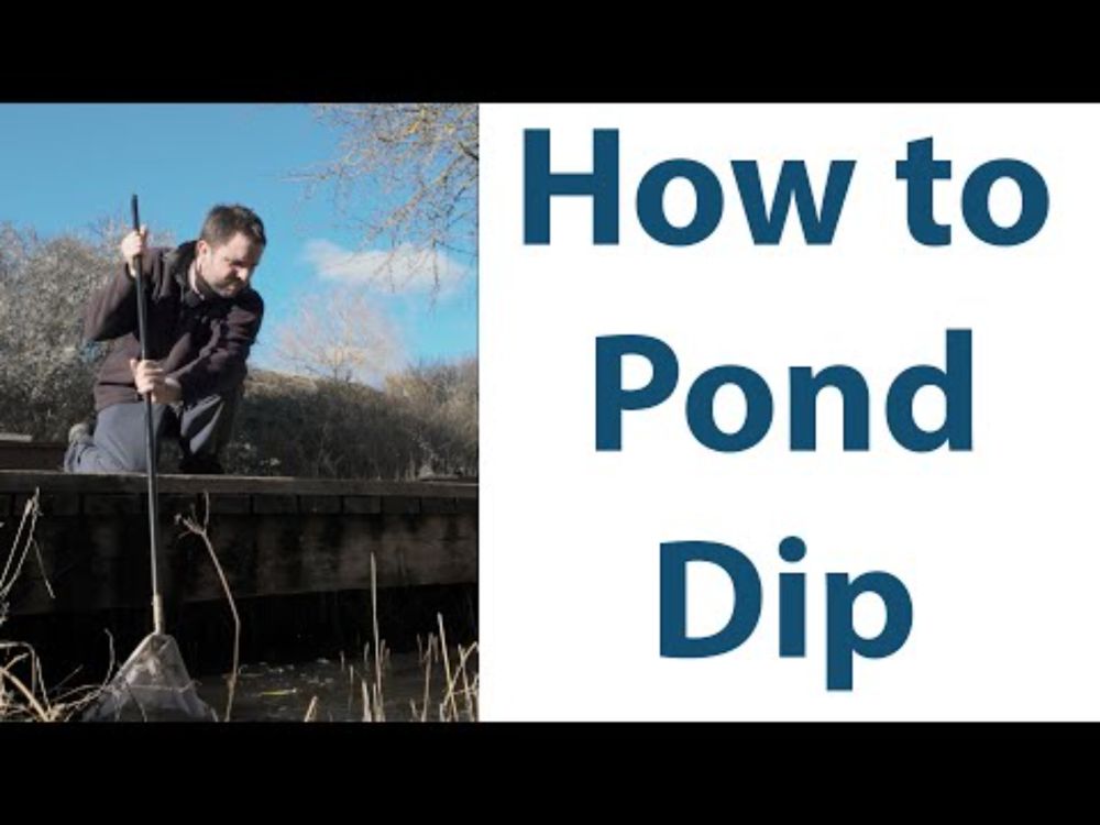 Pond Dipping - an in depth guide