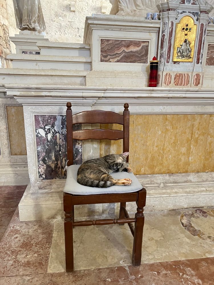 A cat sleeping on a chair