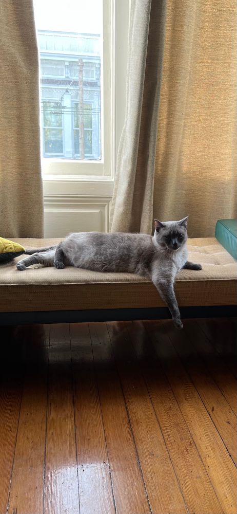 A handsome cat on a daybed with a window behind him dangling one paw rakishly over the edge of the daybed. 
