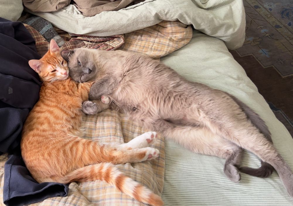 An orange tabby kitten and a full grown Tonkinese cat on a messy unmade bed with front paws intertwined and heads resting against each other, both half asleep.