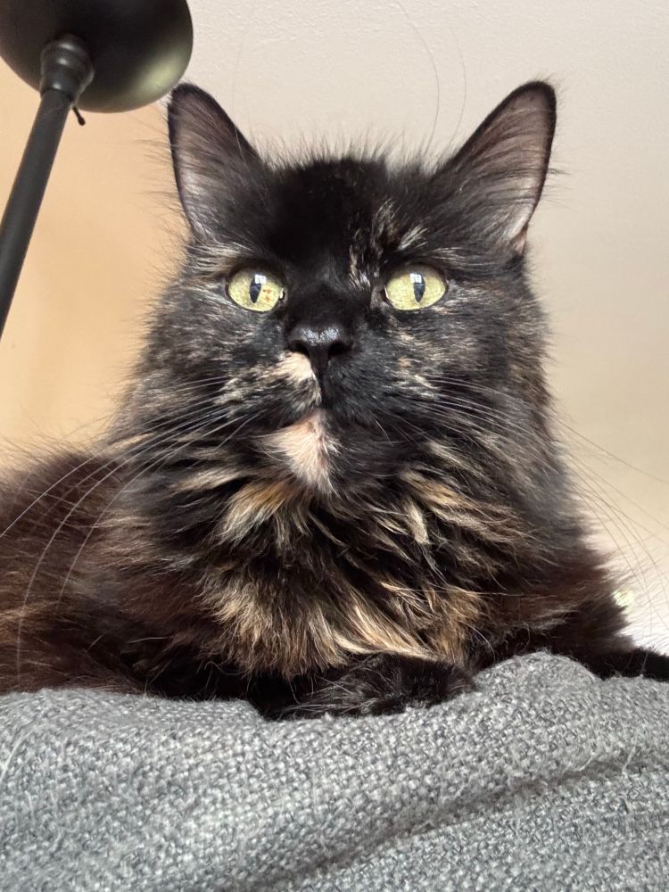 A black cat sitting on a grey couch. She has white spots in her fur.