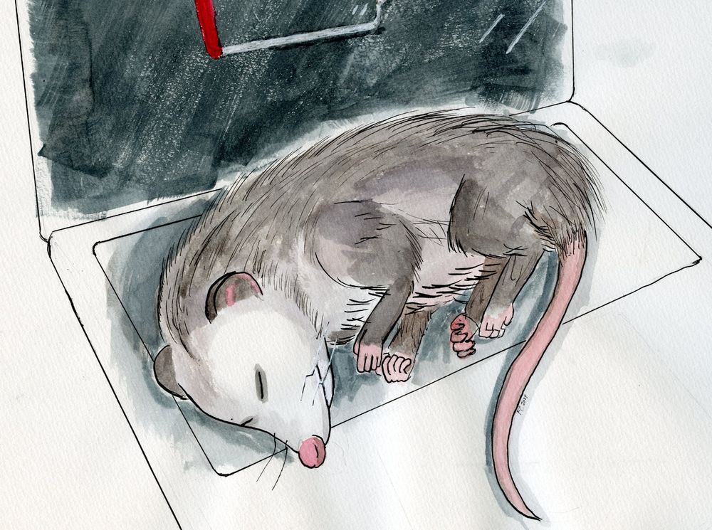 A possum sleeping on a laptop. The screen says low battery.