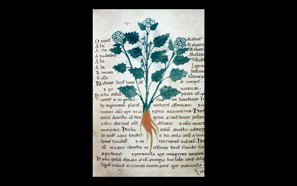 a medieval drawing of an herb with toothed leaves, white berries or flowers (small and clustered), simple roots. i had no idea at all about this one.