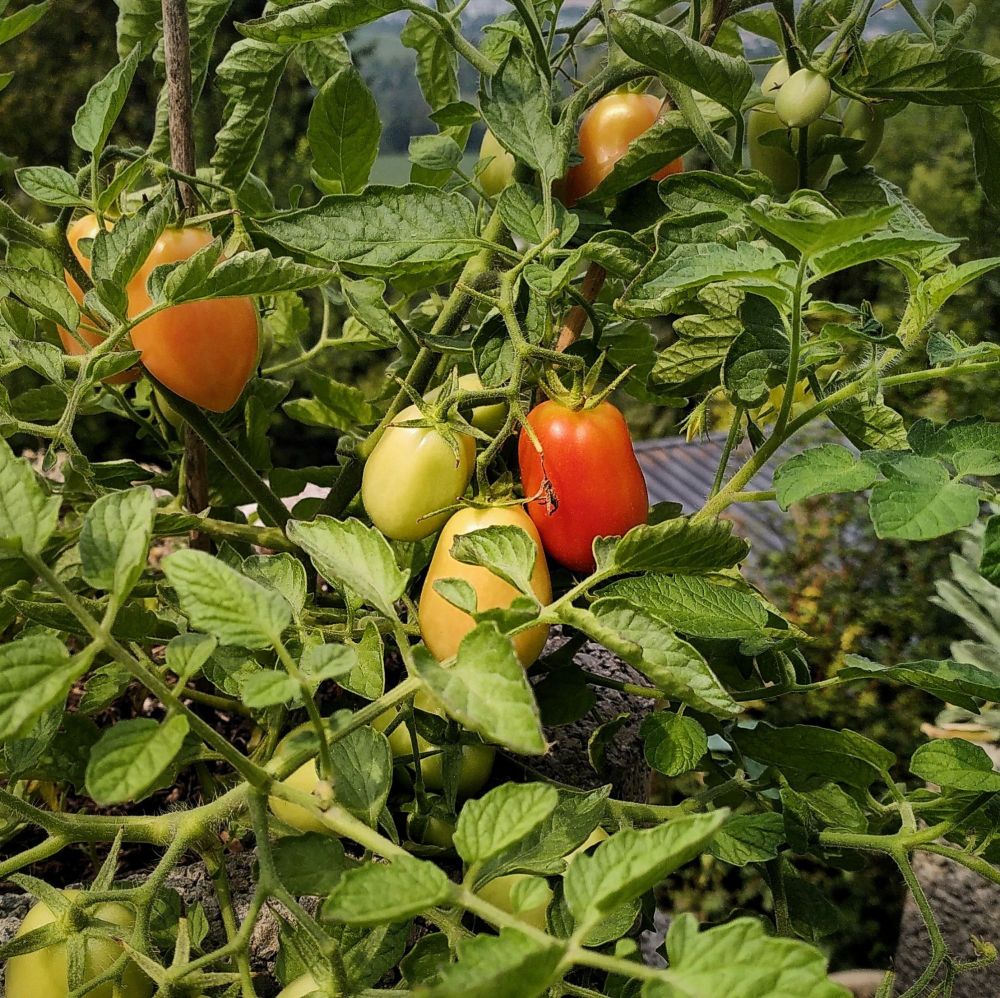 Tomatoes in the vine, displaying all shades from green over slightly blushed to almost ripe bright red