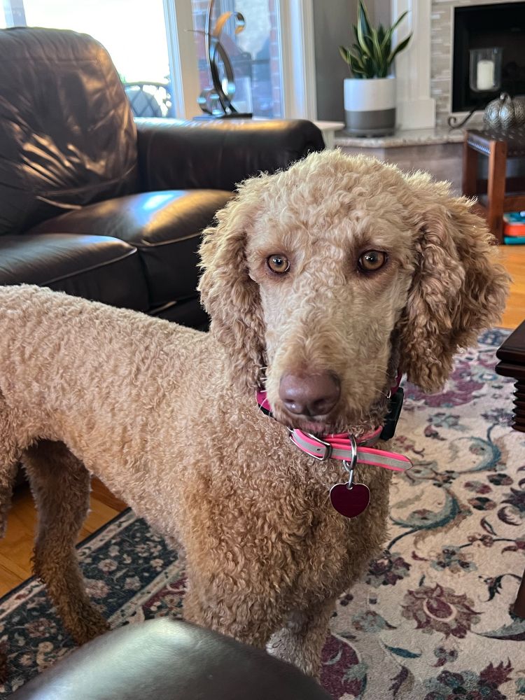 Apricot Standard Poodle staring longingly at what her human is eating. 