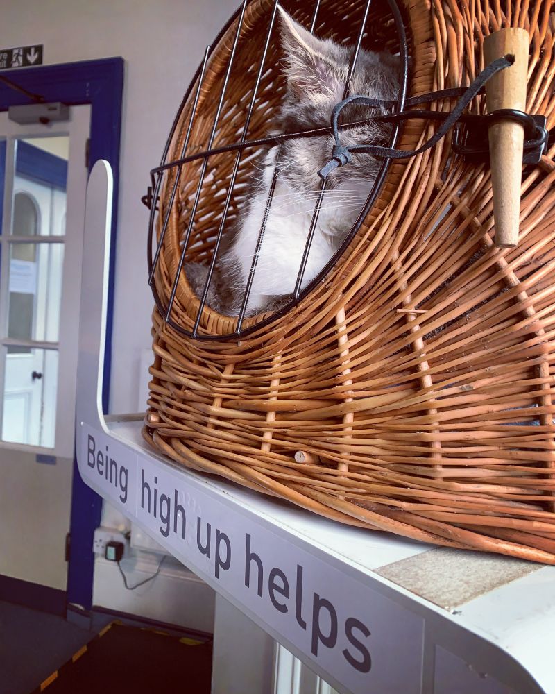 A cat giving the side-eye in a basket on a shelf in a vet’s waiting room.