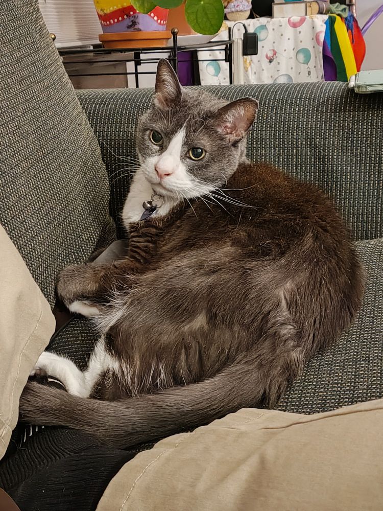 Menino, a dark grey and white tuxedo cat with big yellow eyes, curled up on top of my feet on a couch