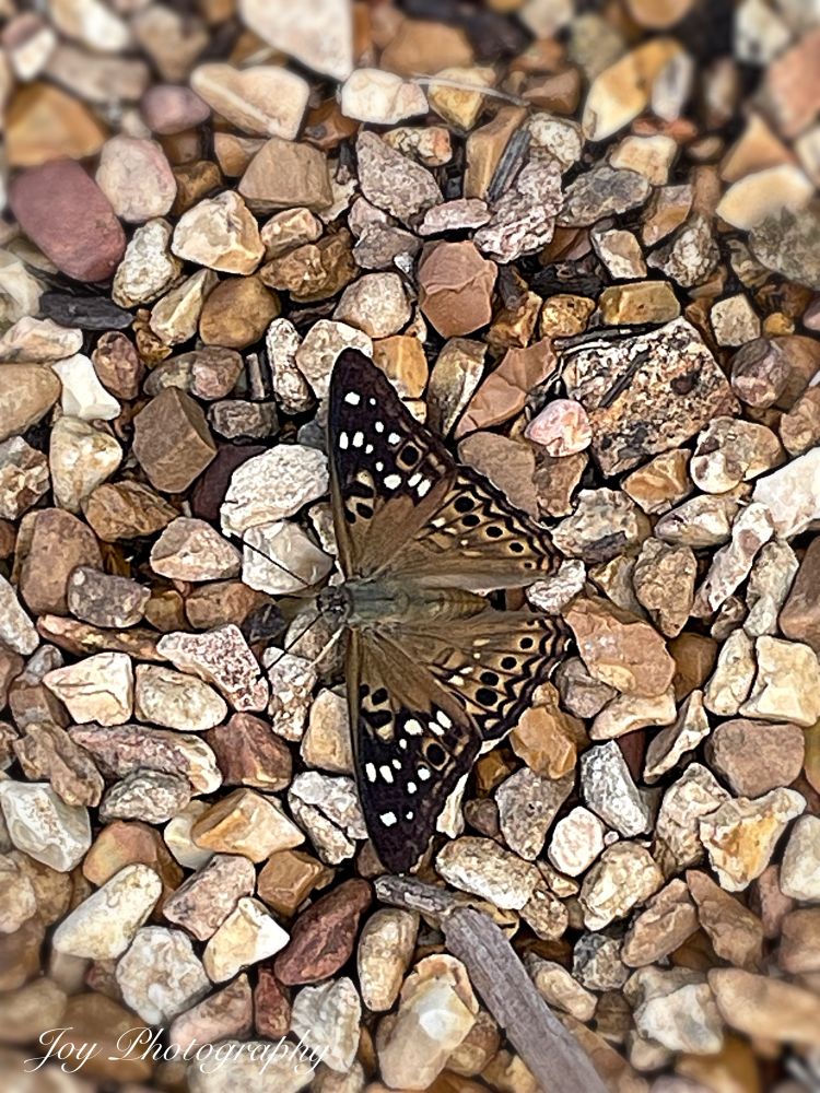 Butterfly resting on the pebbles in the summer heat. 