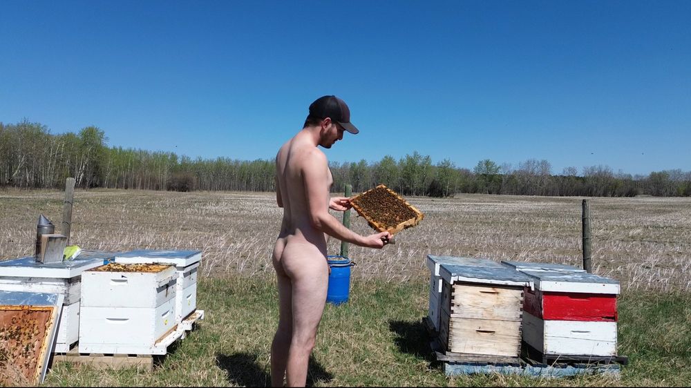 Naked man in front of beehives holding frame of honey bees