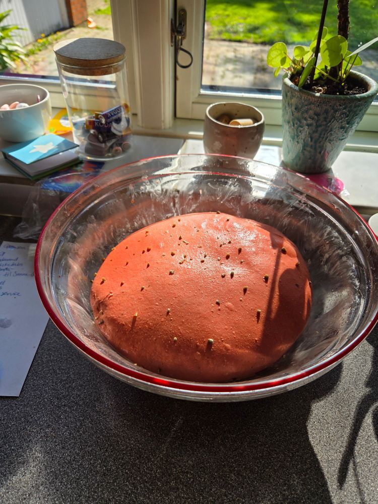 A red-coloured lump of sourdough dough in a glass bowl, sitting on a kitchen counter with windows in the background.