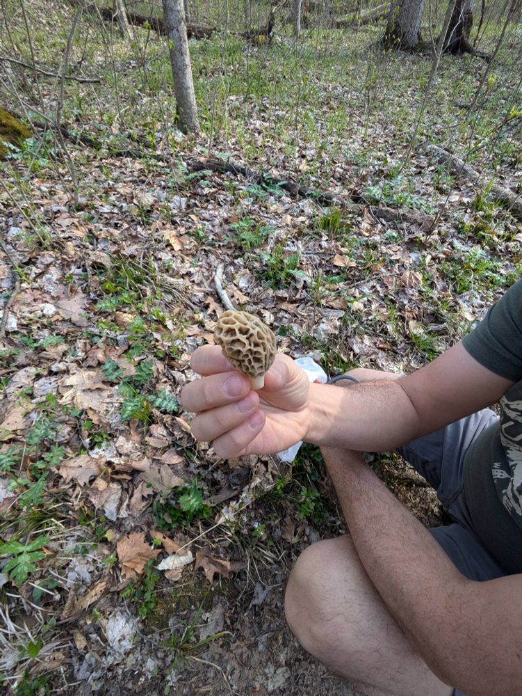 Morel mushroom 