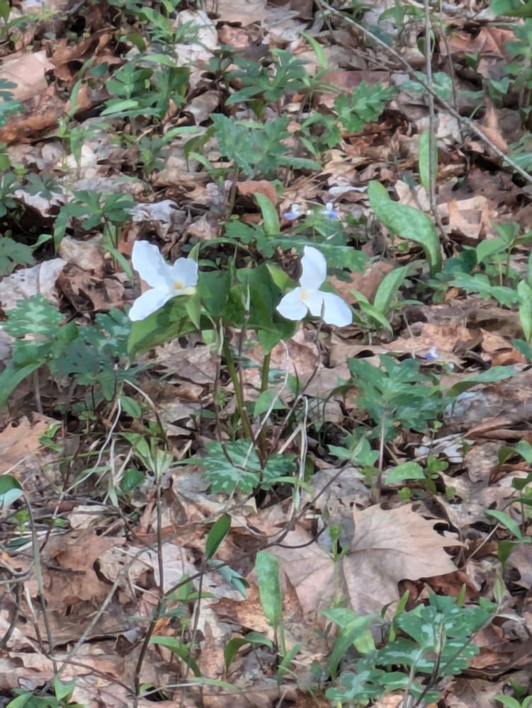 Trillium 