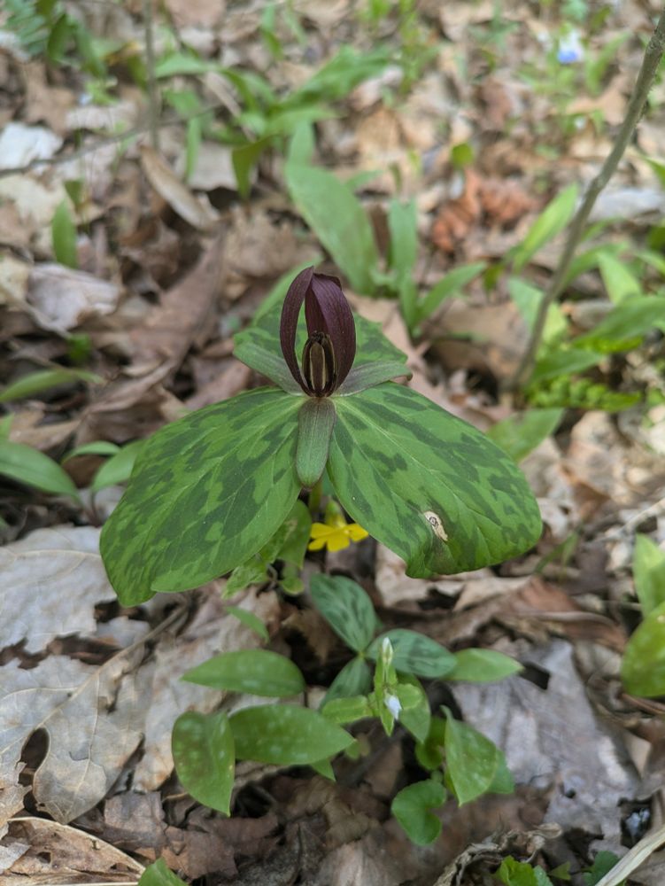 Trillium 
