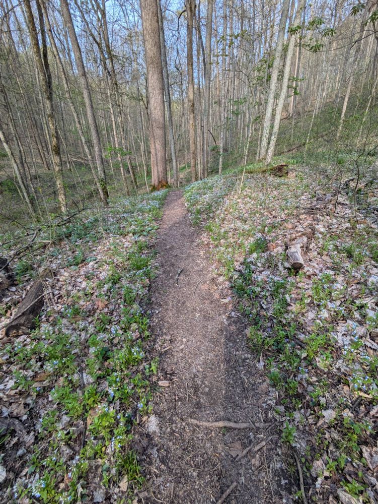 Path with spring ephemerals (flocks and violets)
