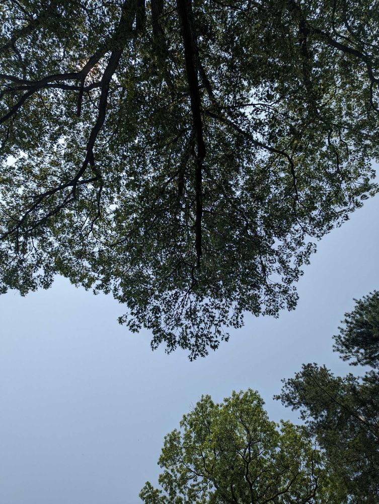 Pov of lying down under tree branches 